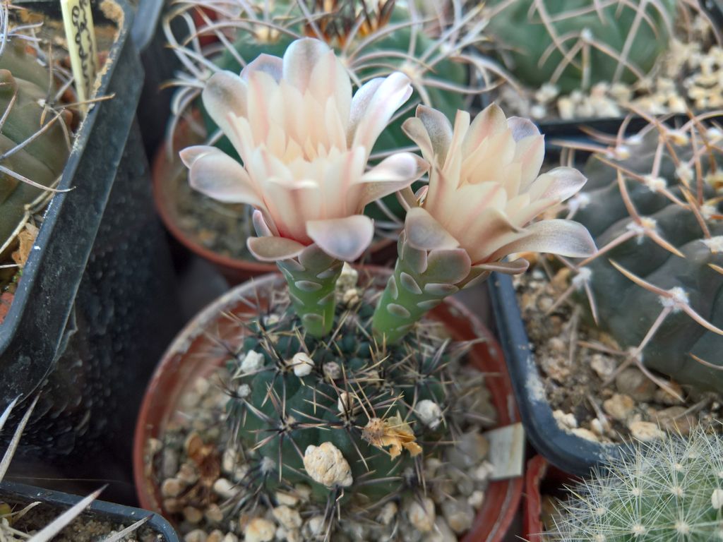 Gymnocalycium erinaceum